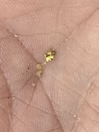 Customer photo review of Treasure Paydirt Surprise '300 GRAM GOLD HUNT' - Gold Paydirt Panning Concentrates