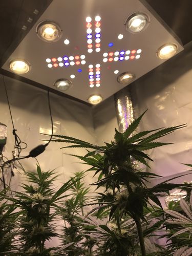 Customer photo review of Optic 8+ NextGen Dimmable COB LED Grow Light 550w (UV/IR) 3500k COBS 120 Degree Lenses