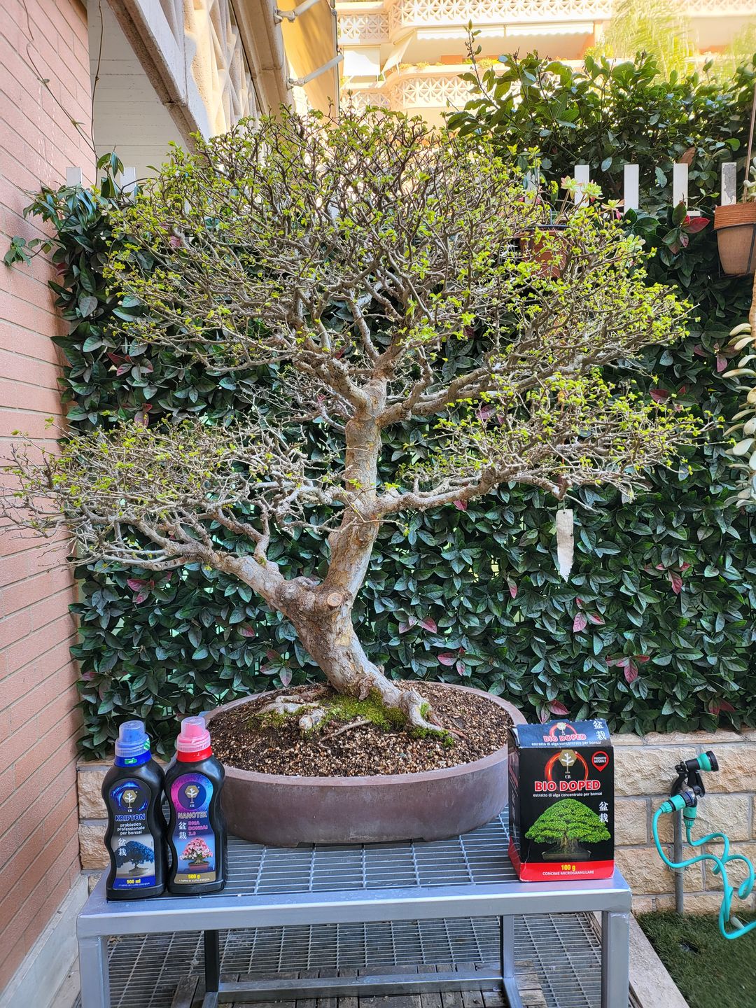 Customer photo review of FORBICI LUNGHE POTATURA RAMI ACCIAIO INOX 21 cm