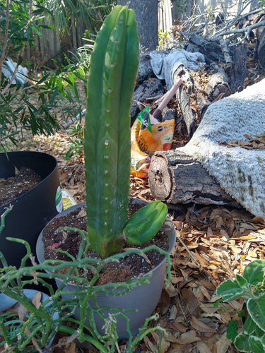 Customer photo review of San Pedro Cactus | Echinopsis pachanoi