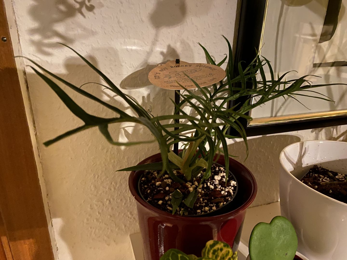 Customer photo review of PHILODENDRON TORTUM
