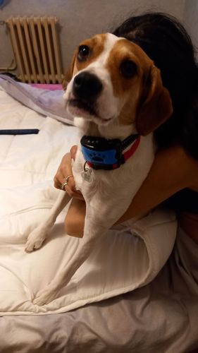 Customer photo review of Collier Anti Aboiement PuppySafe
