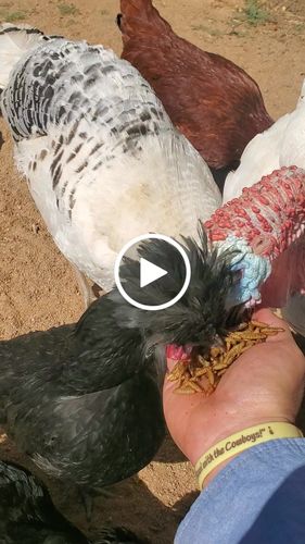 Customer video review of GrubTerra Dried Larvae