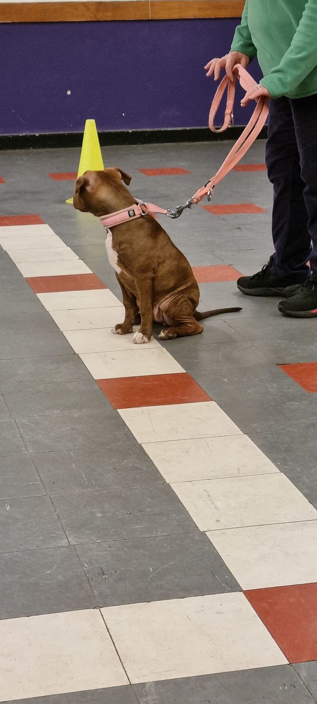 Customer photo review of Double Ended Training Lead | All Breeds - Durable & Soft 2m Lead - Pink
