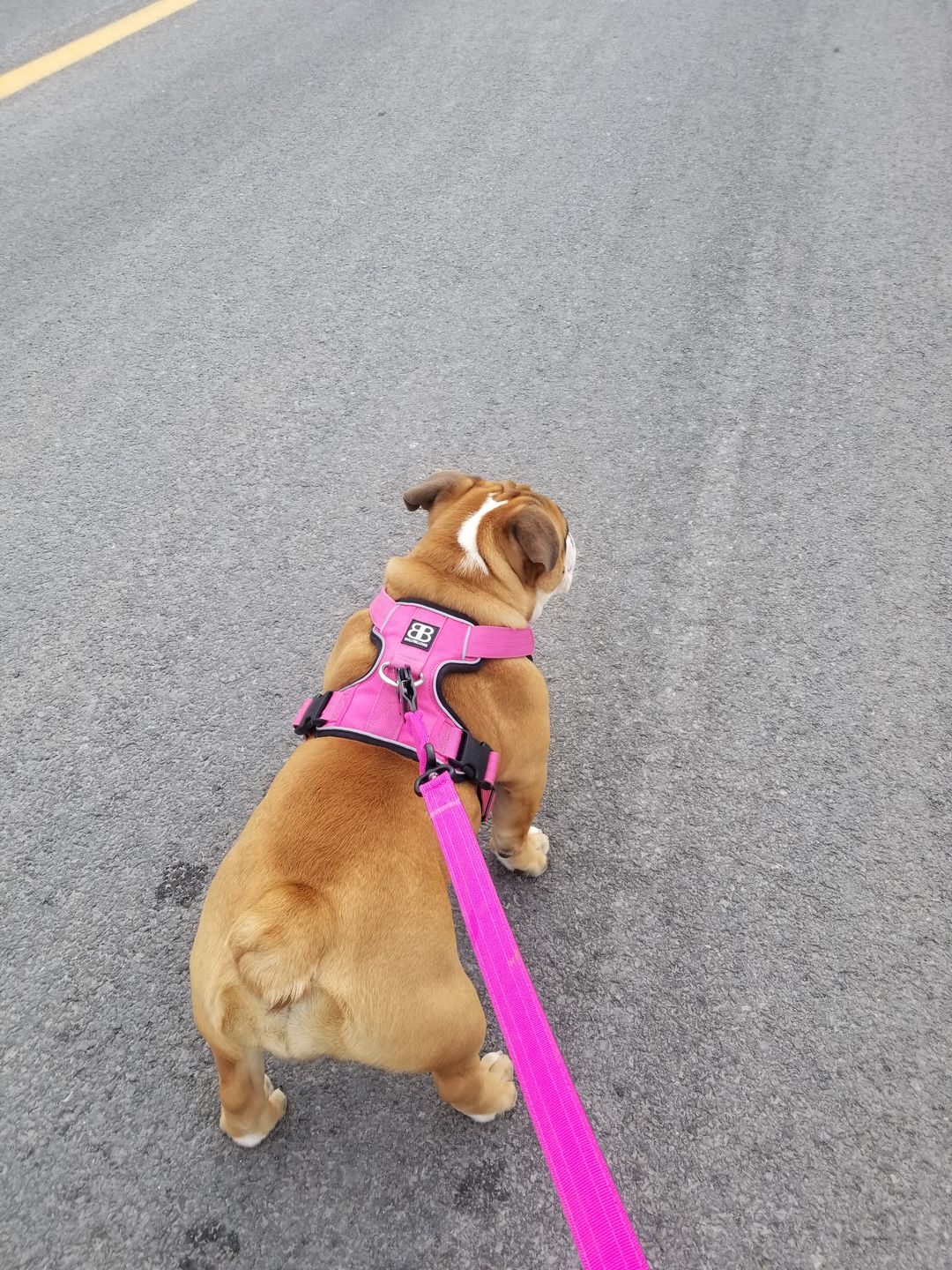 Customer photo review of 1.4m Swivel Combat Lead | Neoprene Lined, Secure Rated Clip with Soft Handle - Magentas
