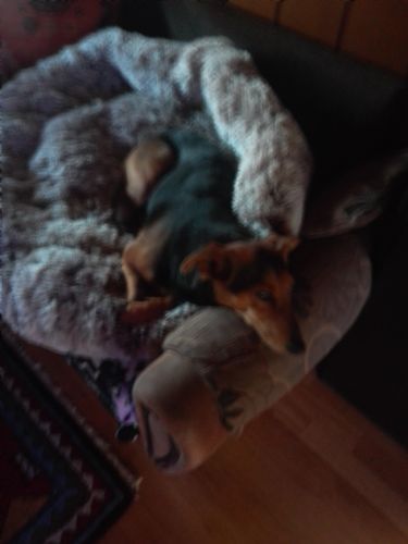 Customer photo review of Hundebett rund Wuscheldonut