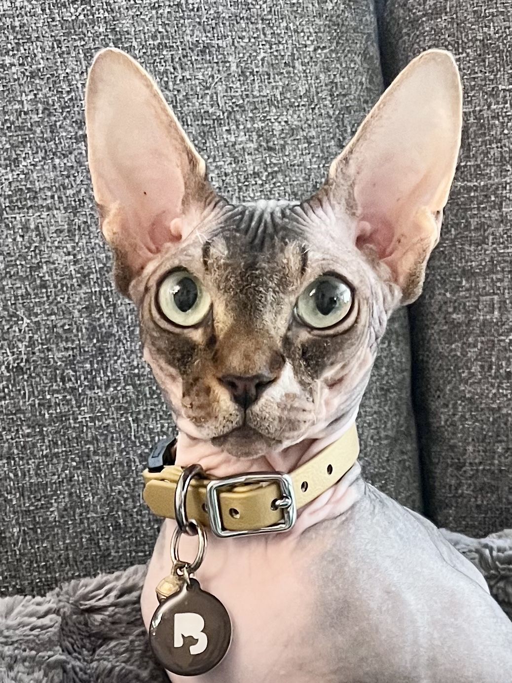 Customer photo review of Katmai Collar