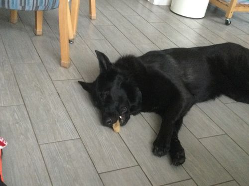 Customer photo review of BAF Yak Chews