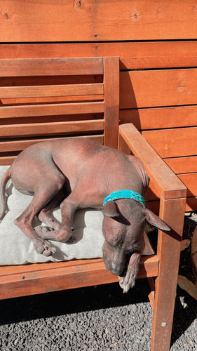 Customer photo review of Seaweed Garden Dog Collar