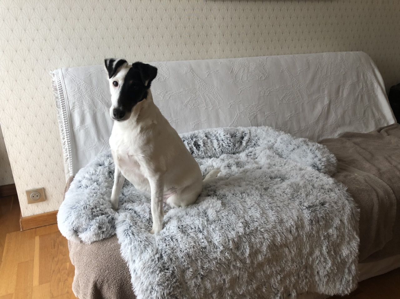 Customer photo review of Coussin Protecteur & Ultra Confortable PuppySafe