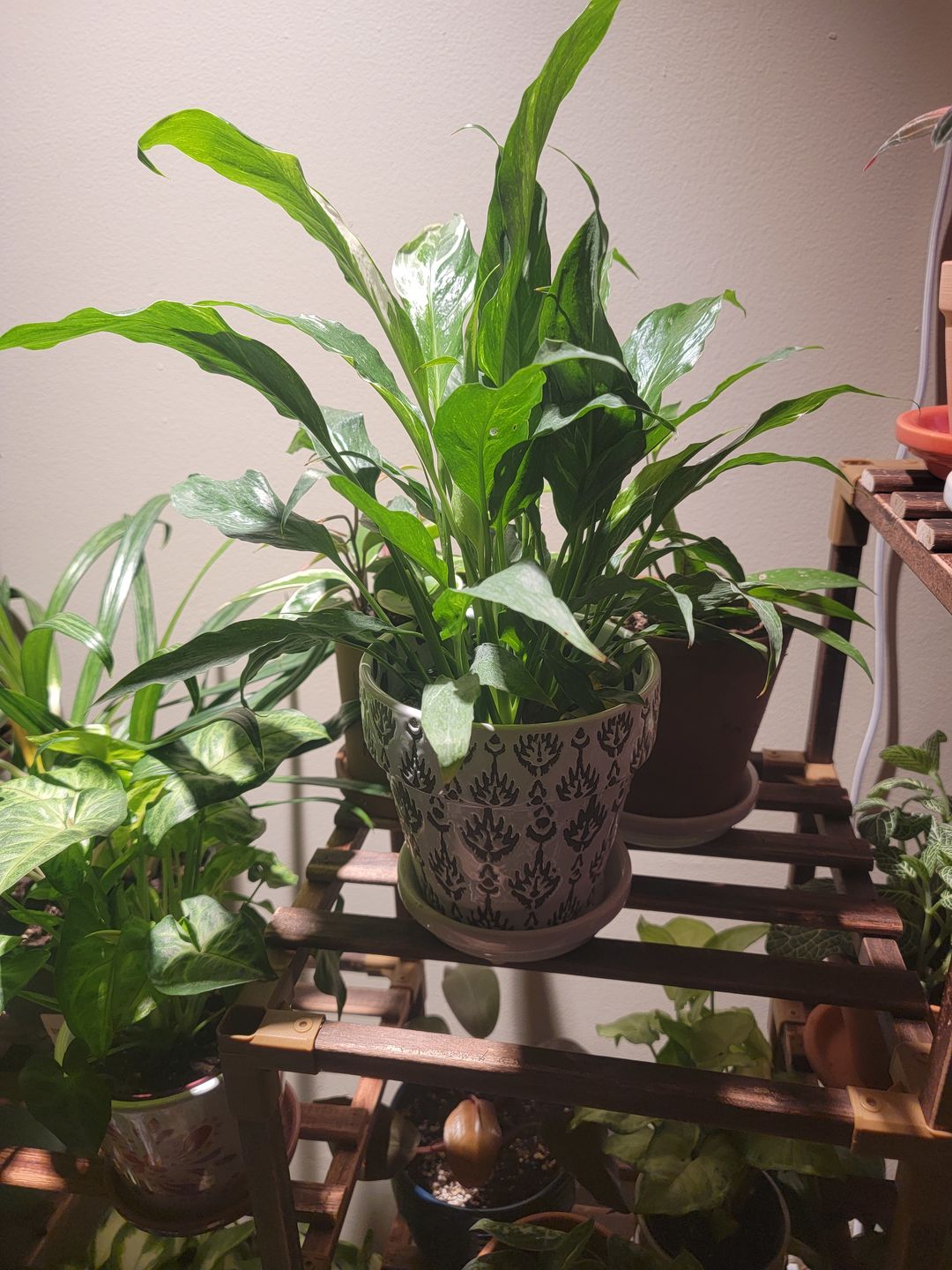 Customer photo review of 4" Spathiphyllum 'Domino'