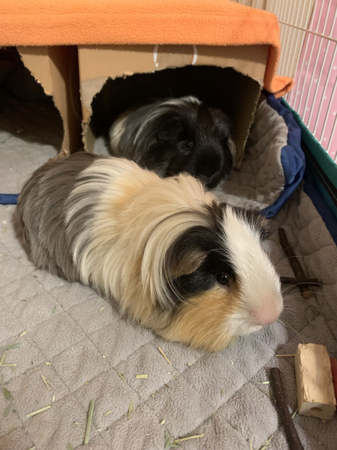 Customer photo review of GuineaDad Liner - Smaller Size Fleece Liner Without Pockets