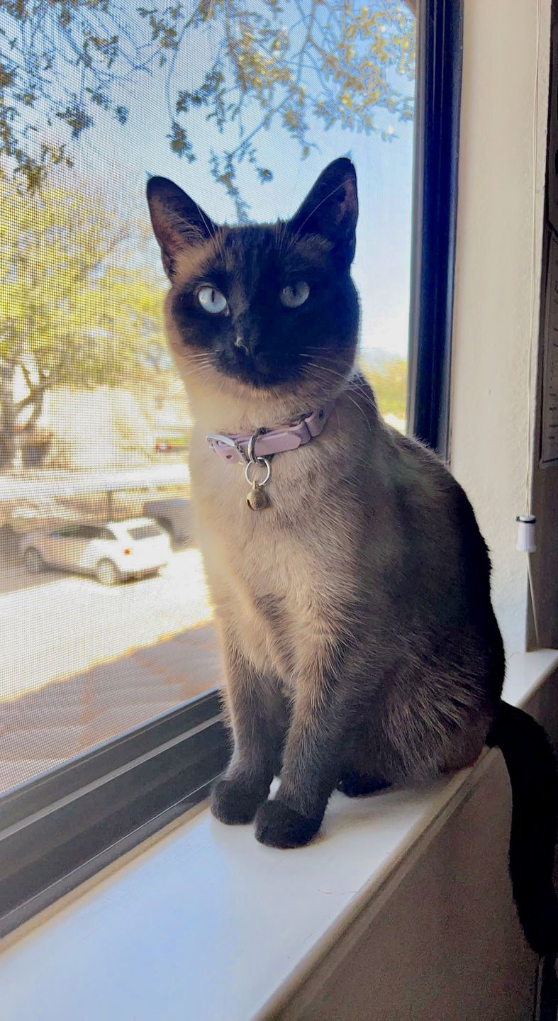 Customer photo review of Katmai Collar
