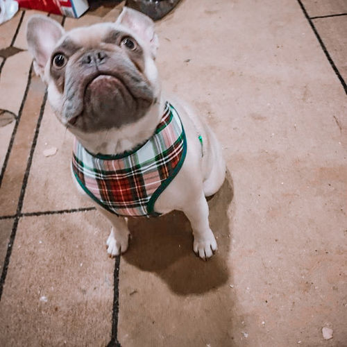 Customer photo review of Christmas plaid dog harness - lodge plaid