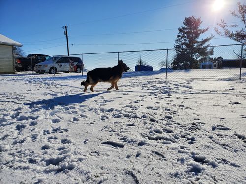 Customer photo review of Pet Tincture 500mg Isolate CBD