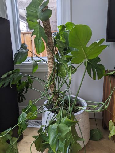 Customer photo of The Original Bendable Moss Pole™ - Best Seller (Pins Included) from Kate J.