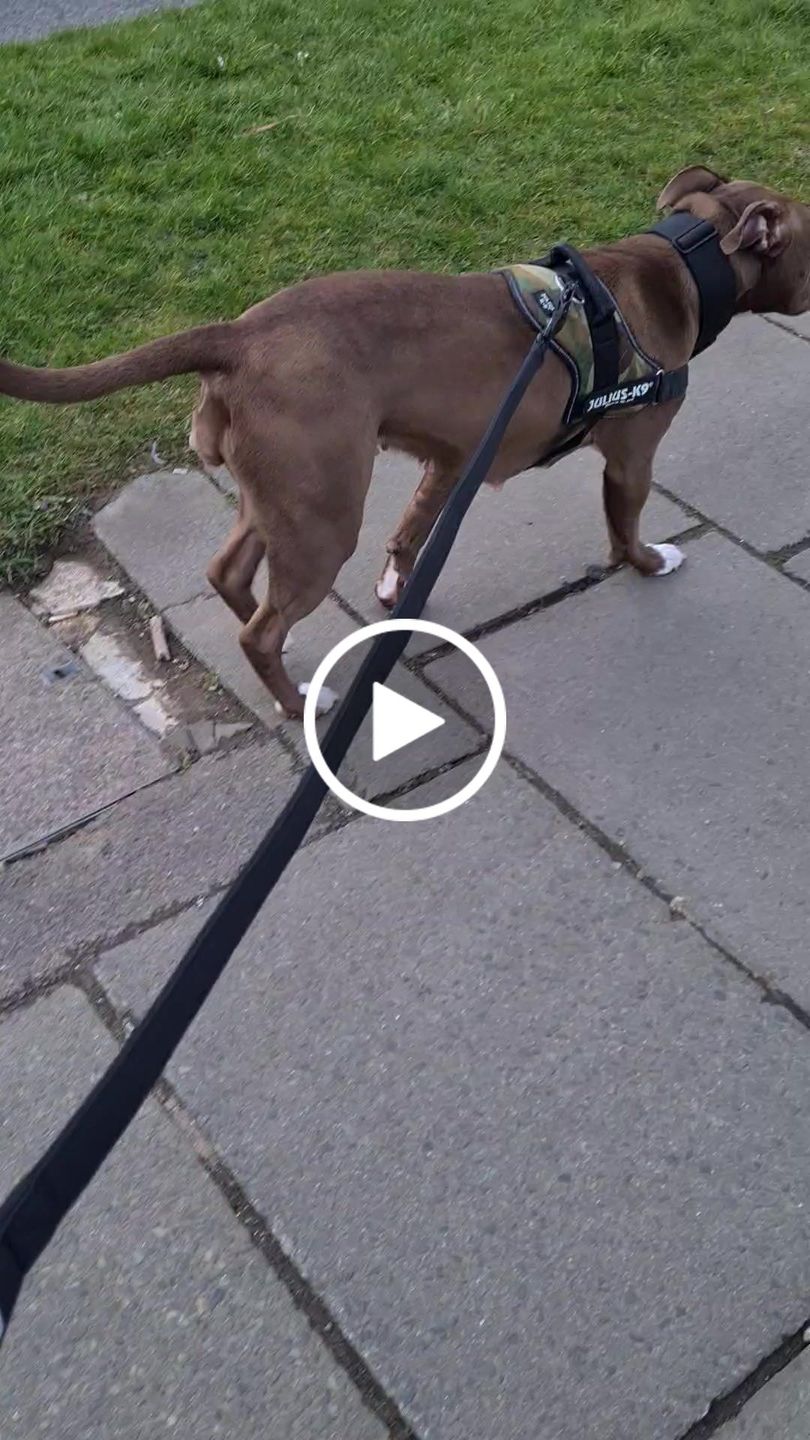 Customer video review of 5cm Combat® Collar | Rated Clip - NO HANDLE - Black v2.0