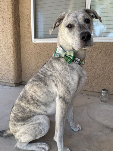Customer photo review of St Patrick dog collar bow tie - Patrick's Plaid