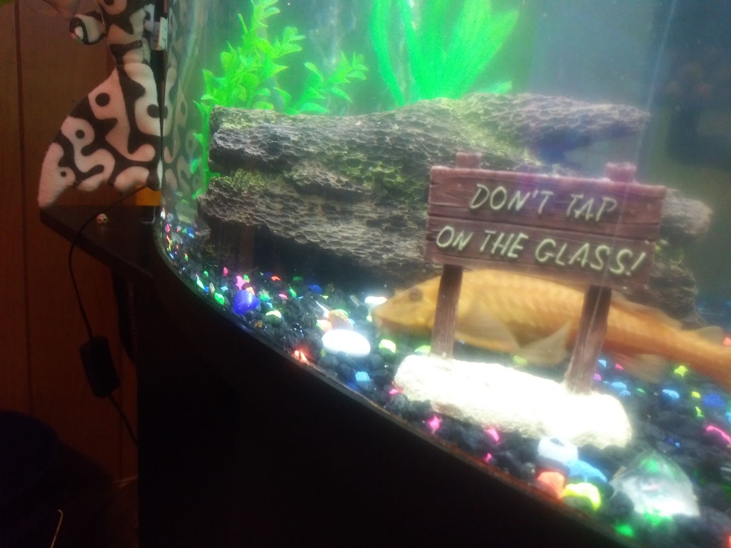 Customer photo review of Xtreme Scrapers (Algae Wafers)