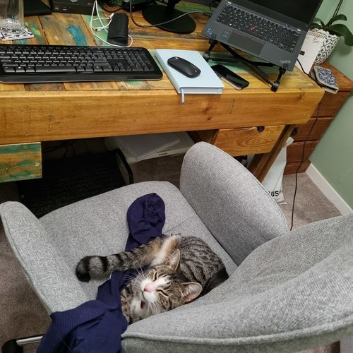 Customer photo review of Ellen Office Chair Highback (Free Shipping Nationwide)