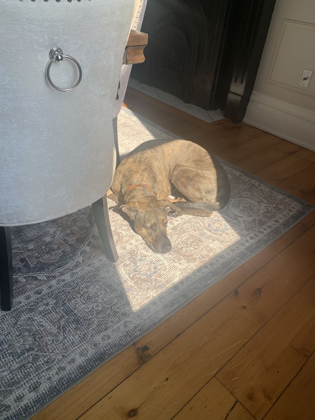 Customer photo review of Distressed Vintage Kendra Ash Area Rug