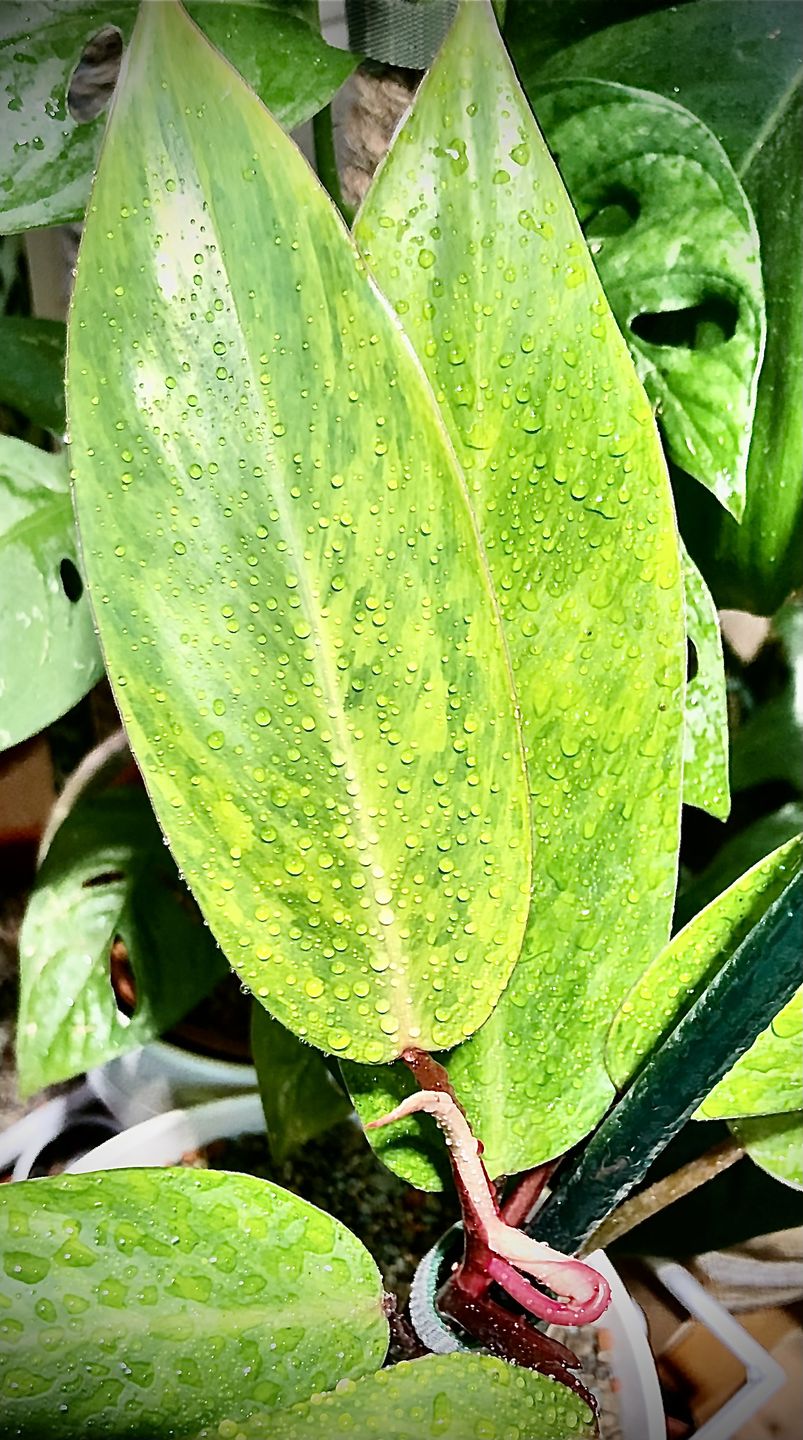 Customer photo review of PHILODENDRON PAINTED LADY