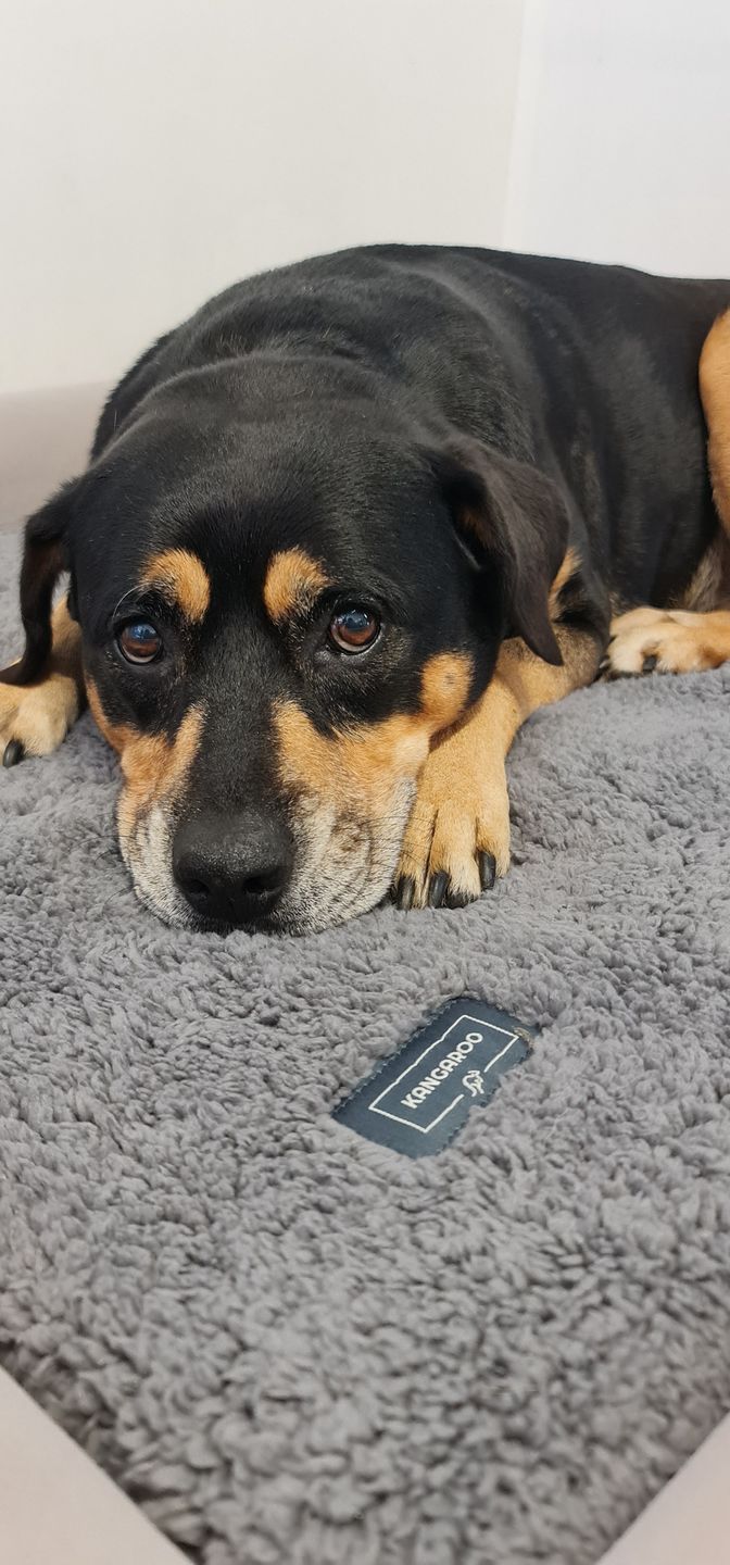 Customer photo review of Winter Cover With Self Heating Mat