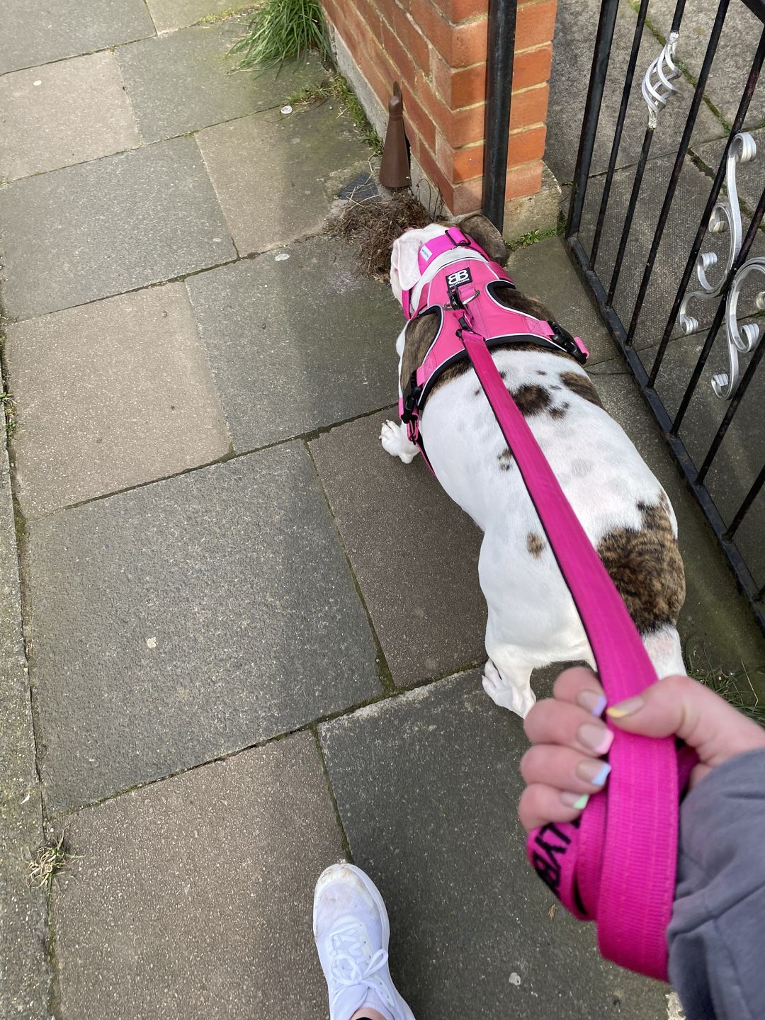 Customer photo review of 1.4m Swivel Combat Lead | Neoprene Lined, Secure Rated Clip with Soft Handle - Magentas