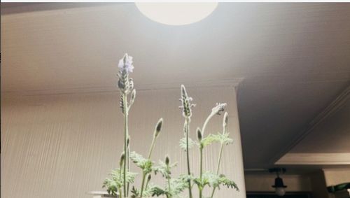 Customer photo review of [GLOBAL] LED Plant Growth Light : BALL 220