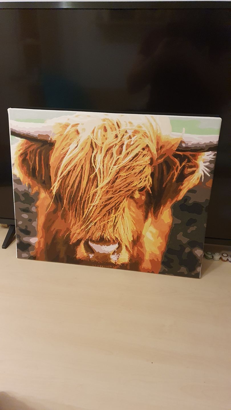 Customer photo review of Malen nach Zahlen - Schottisches Hochlandrind