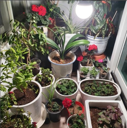 Customer photo review of [GLOBAL] LED Plant Growth Light : BALL 220