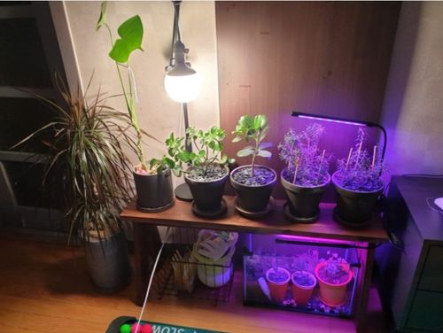 Customer photo review of [GLOBAL] LED Plant Growth Light : BALL 220