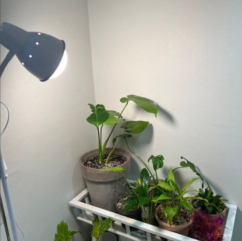 Customer photo review of [GLOBAL] LED Plant Growth Light : BALL 220
