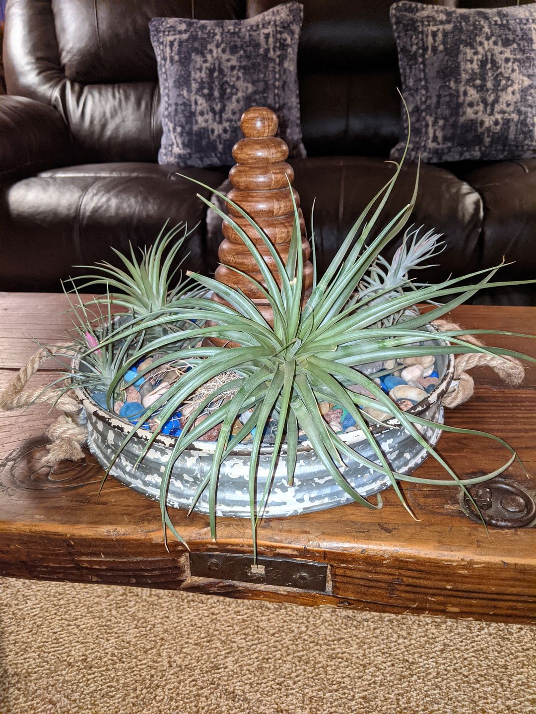 Customer photo review of 10 Pack Premium Air Plants Mix  *Cannot Be Shipped Internationally*