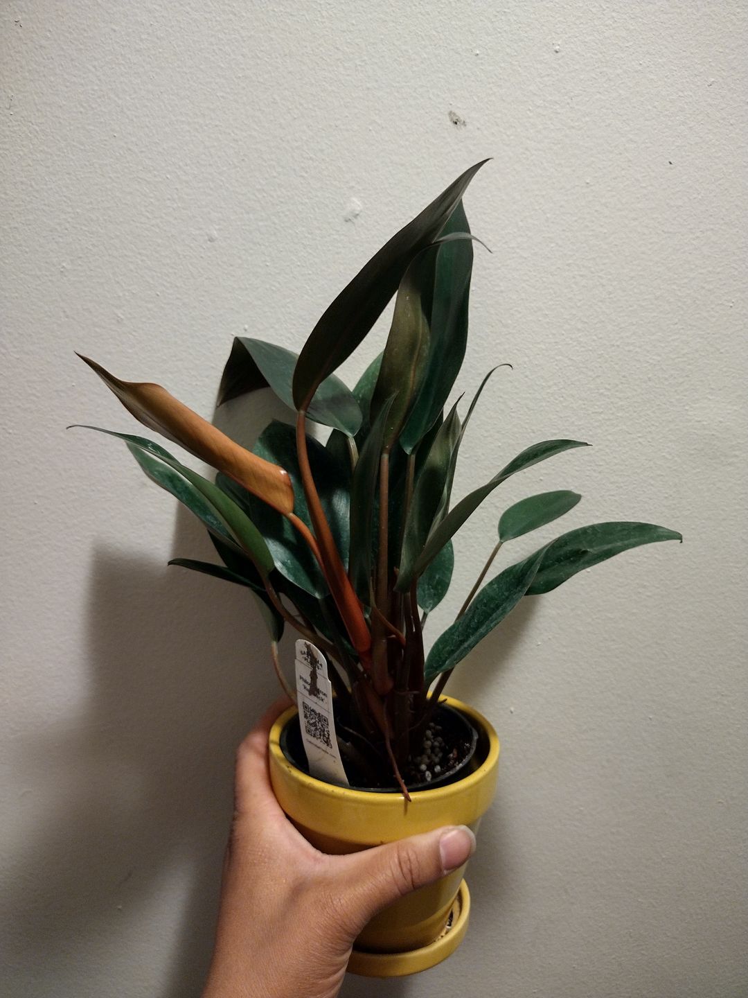 Customer photo review of 4" Philodendron 'Red Back'
