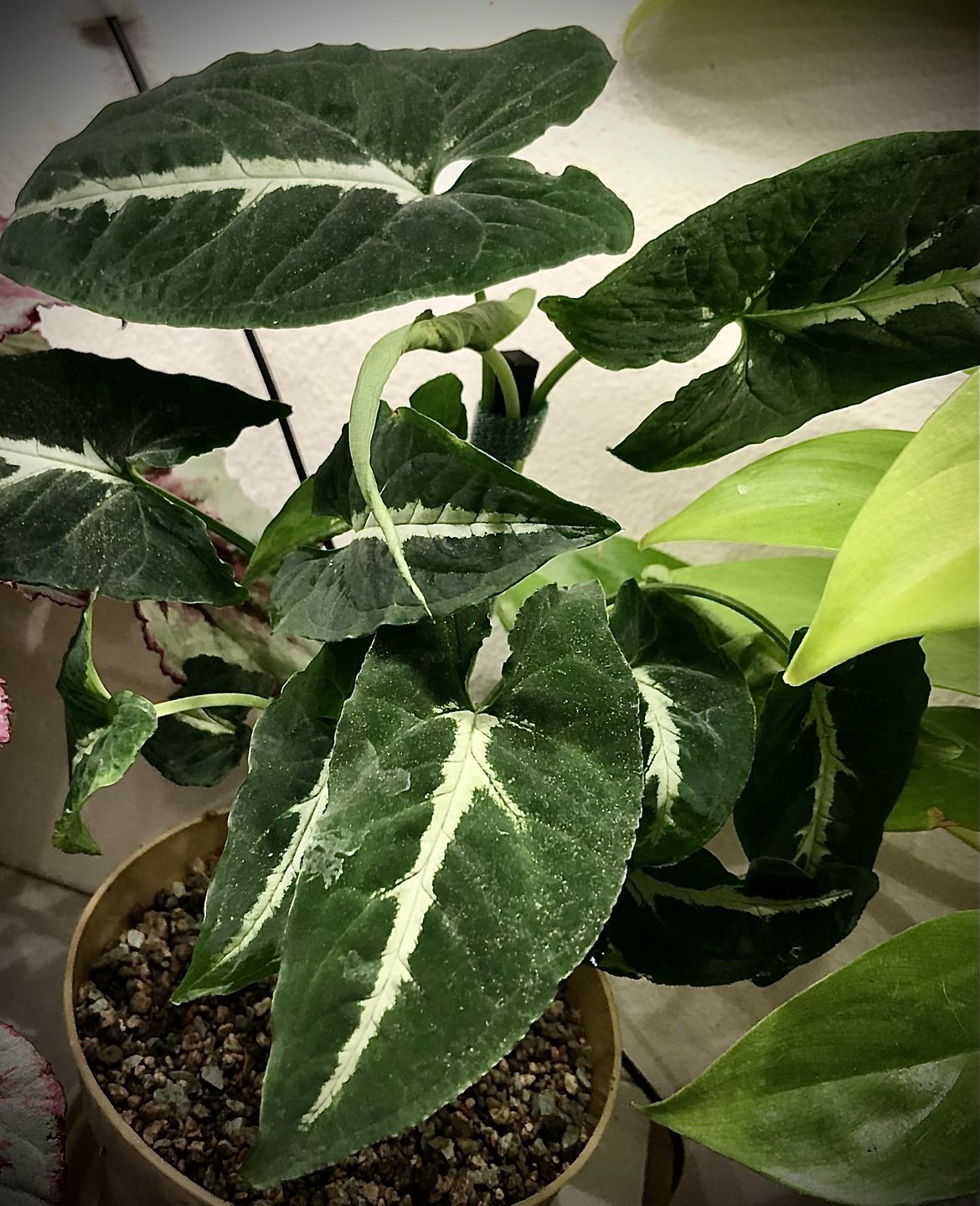 Customer photo review of SYNGONIUM WENDLANDII