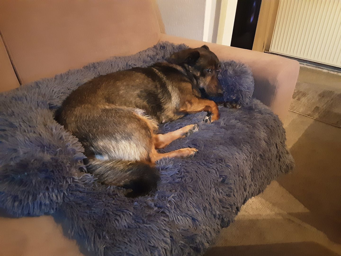 Customer photo review of *NEU* Emmalove - Flauschiges Hundebett für Dein Sofa