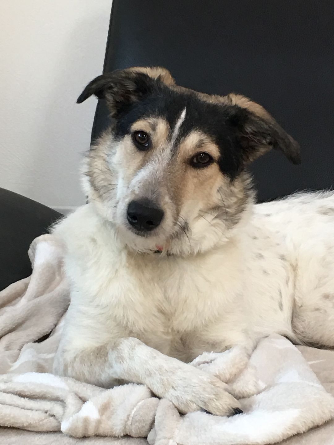 Customer photo review of Hundekekse - Kürbis-Huhn - 2 mg CBD - Total 480 mg CBD