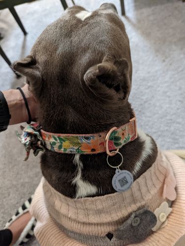 Customer photo review of Paw & Bones