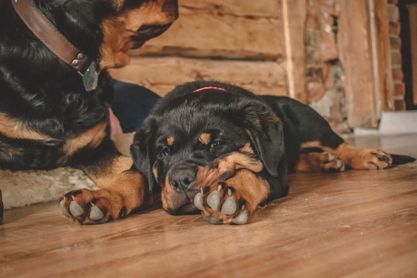 Customer photo review of Best Breeders Adult All breeds 25/13 ar zivi un rīsiem