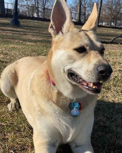 Customer photo review of Explorer