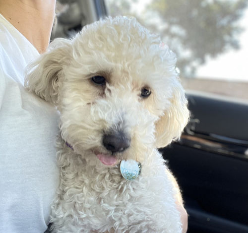 Customer photo review of Explorer