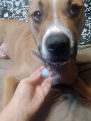 Customer photo review of Explorer