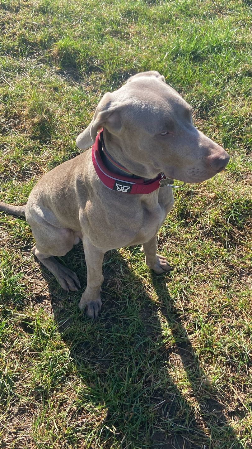 Customer photo review of 5cm RR Collar | Soft Padded & Reflective | Series 2 - Burgundy