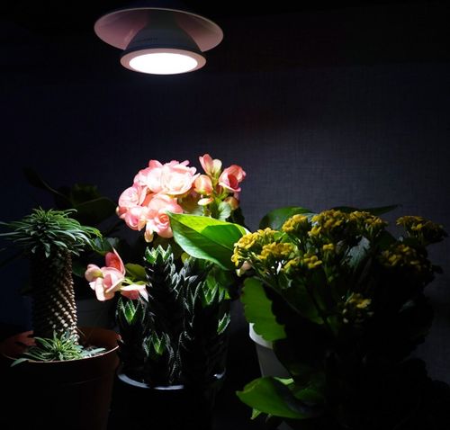 Customer photo review of [GLOBAL] LED Plant Growth Light : Flat Focus 30