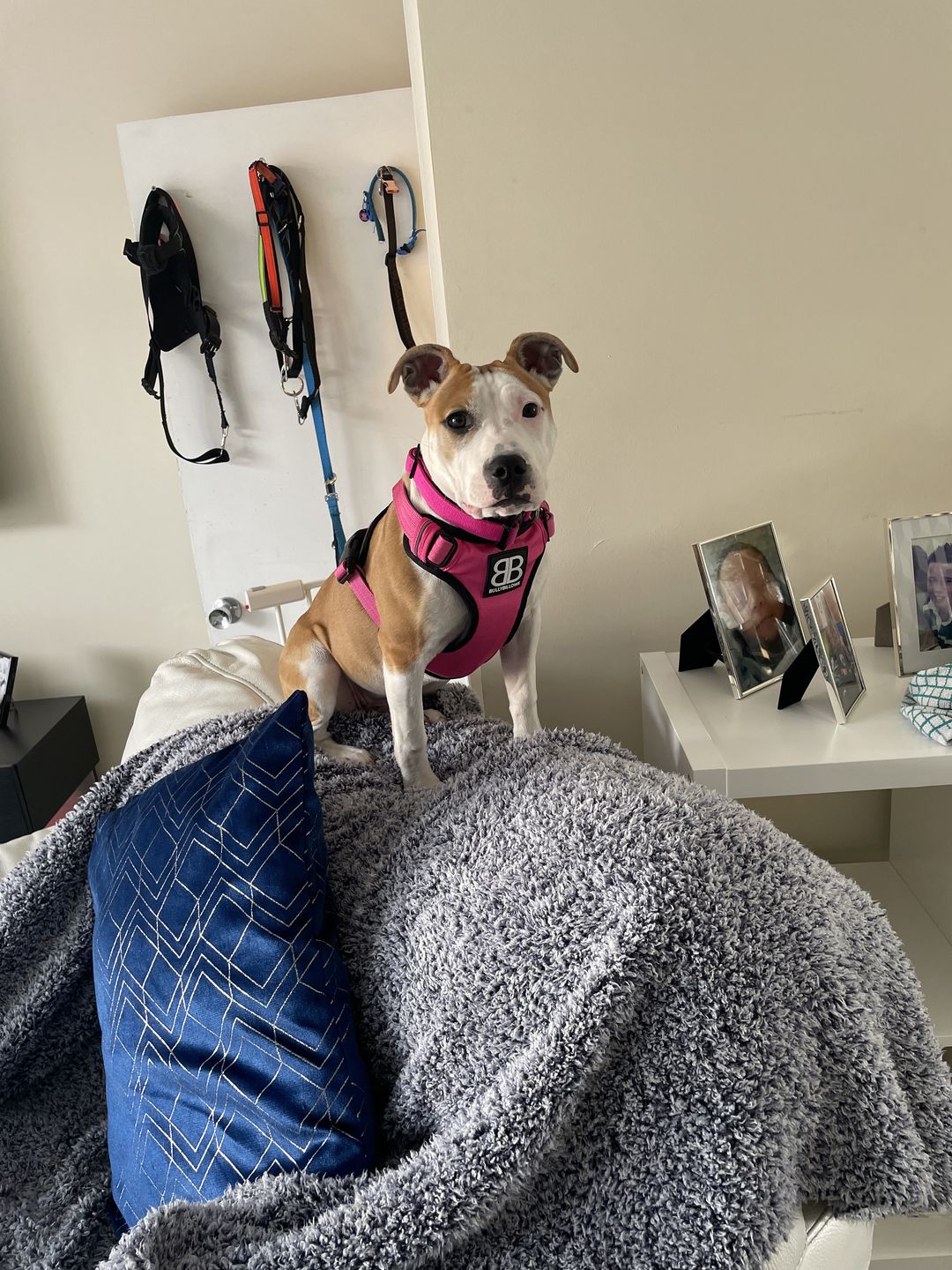 Customer photo review of 2.5cm Combat® Collar | With Handle & Rated Clip - Magentas v2.0