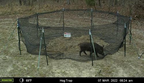 Customer photo review of Pig Brig Trap System