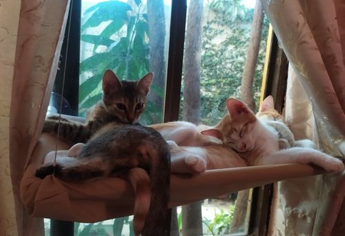 Customer photo review of Hamac Fenêtre Pour Chat