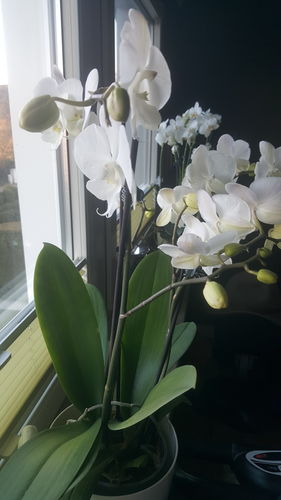 Customer photo review of Two of Us - Big Lip Manta Gili mit großen weißen Blüten und 4 Stielen