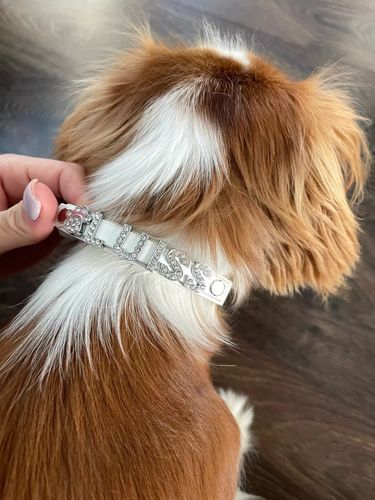 Customer photo review of Custom Rhinestone Pet Collars